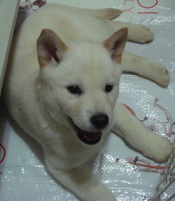 犬 北海道 北海道犬の性格、値段、飼育方法は？
